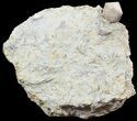 Blastoid (Pentremites) Fossil - Illinois #48644-1